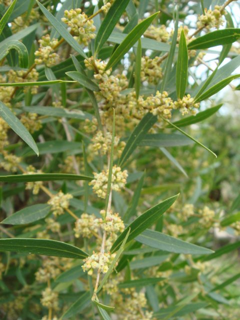 Phillyrea angustifolia fleur P2B P16